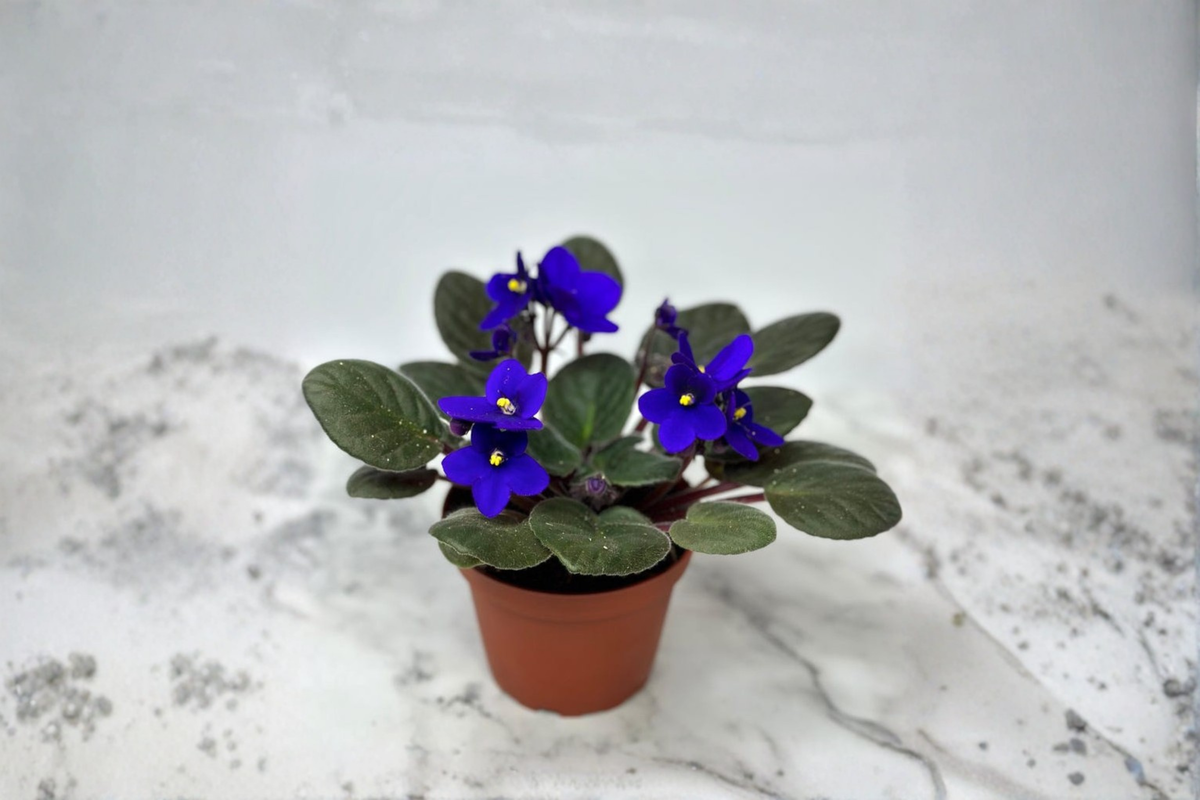 African Violet Live Plant 4-Inch Pot, Purple Flowers, Indoor Houseplant, Saintpaulia ionantha, Compact, Blooming