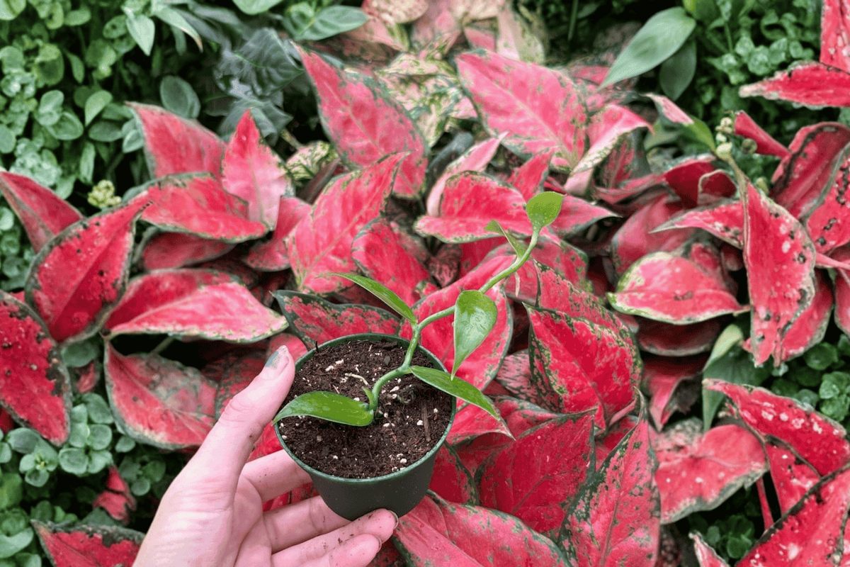2 Vanilla Bean Orchid Starter Plants – 2” Pot Size – Vanilla planifolia