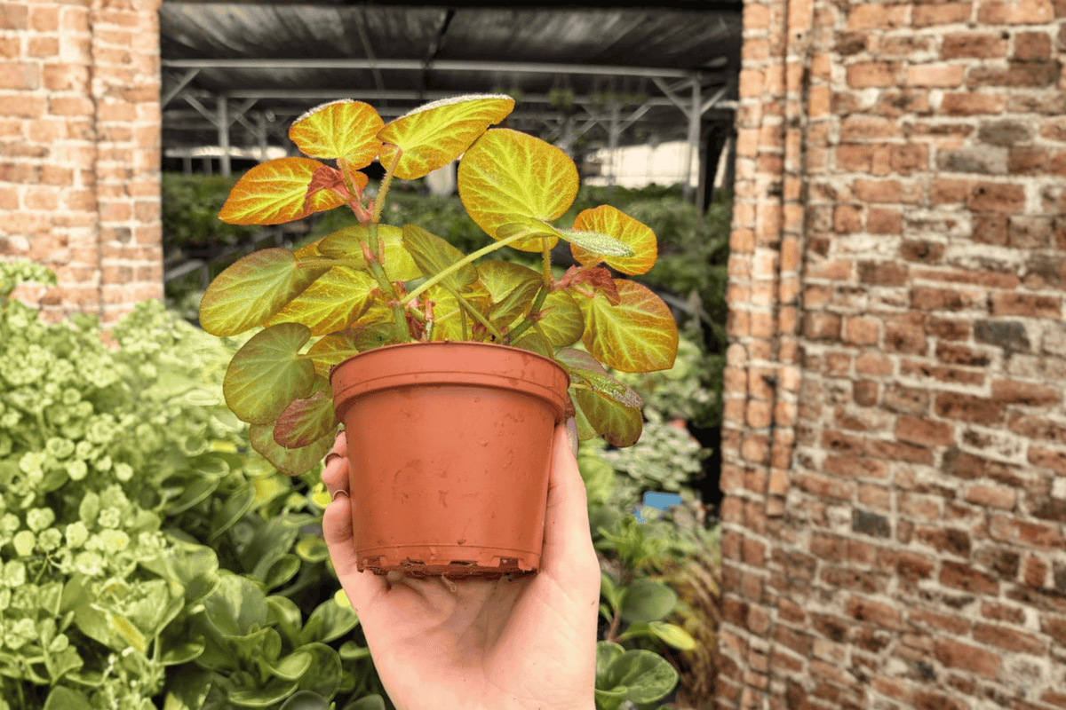 Begonia Manaus 2 Exact Live Plants – 4-Inch Pots – Begonia ‘Manaus’