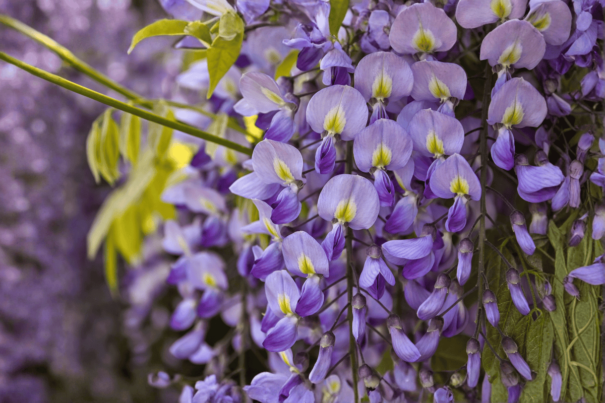 Amethyst Falls American Wisteria – Live Climbing Vine – Wisteria frutescens ‘Amethyst Falls’