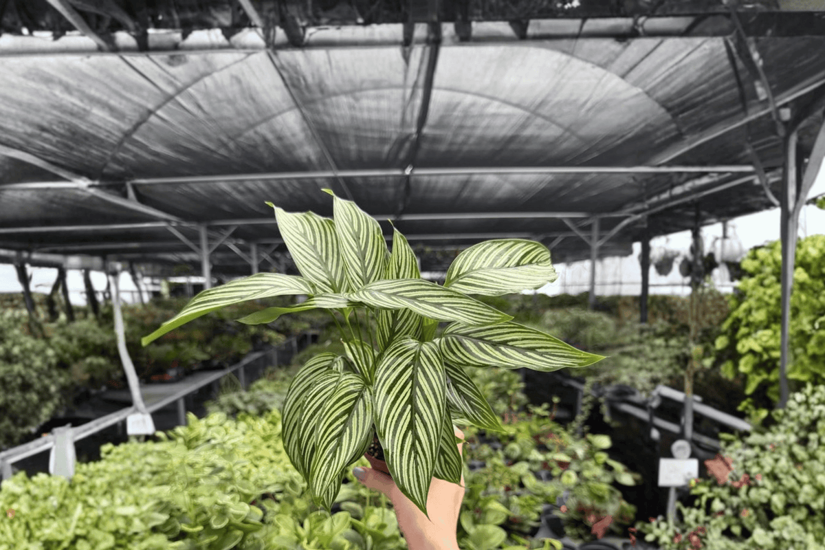 Calathea Vittata – 2 Exact Live Plants, 4-Inch Size – Goeppertia elliptica ‘Vittata’