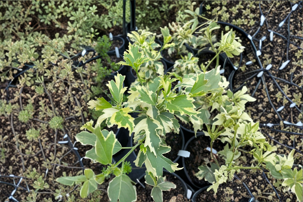 Hillis Variegated Rose of Sharon Live Plant 1 Gallon Hibiscus syriacus Variegated Shrub Summer Bloom Garden Plant