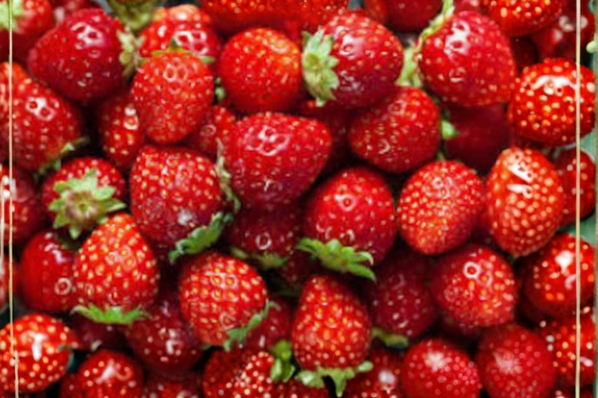 Giant Strawberry Seeds – 40 Pack for Container & Outdoor Growing – Fragaria spp. Edible Berry Plant