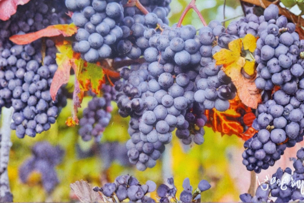 Venus Blue Grape Vine Live Plant 2 Gallon, Seedless Dark Blue Fruit, Climbing Grape for Garden Vineyard, Fruit Bearing, Vitis Hybrid