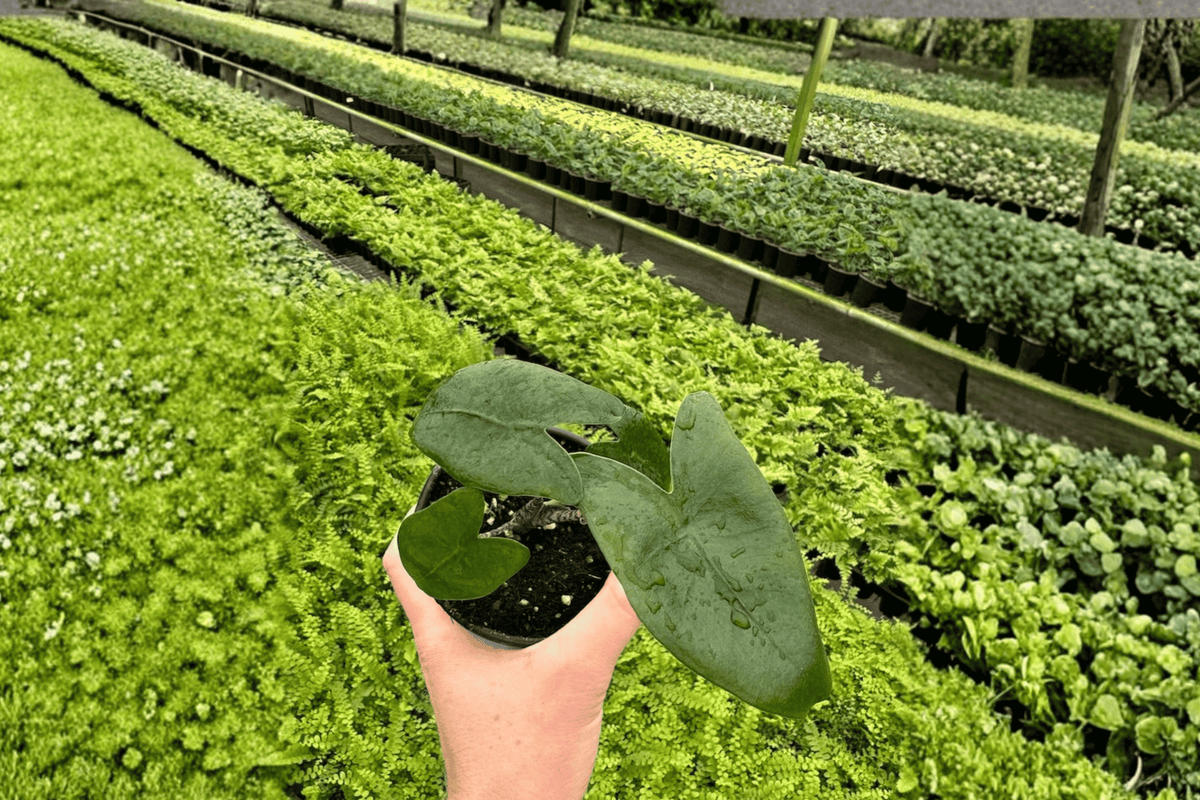 Alocasia Zebrina 2 Live Plants – Alocasia zebrina 4” Size Bare Root