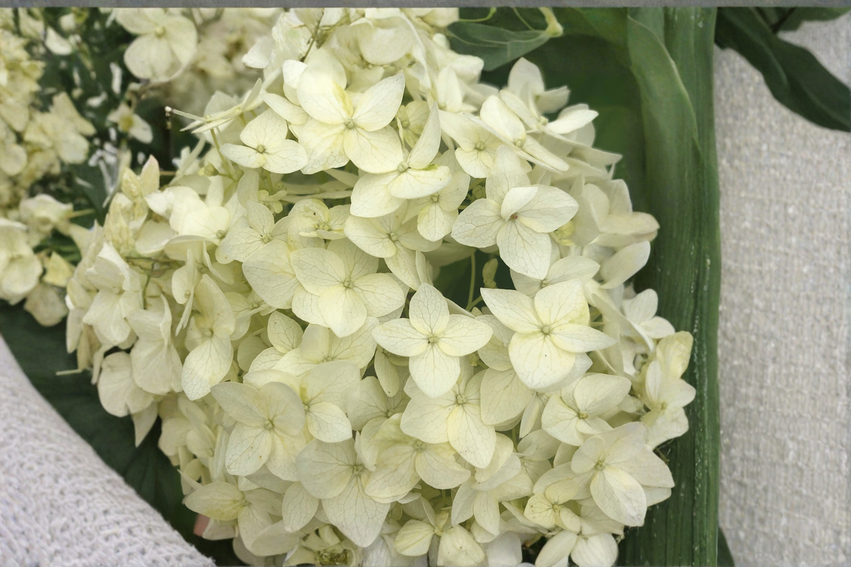 Chantilly Lace Hydrangea Live Plants 2 Rooted Starters 1 Qt Pots Hydrangea Paniculata White Flower Shrub