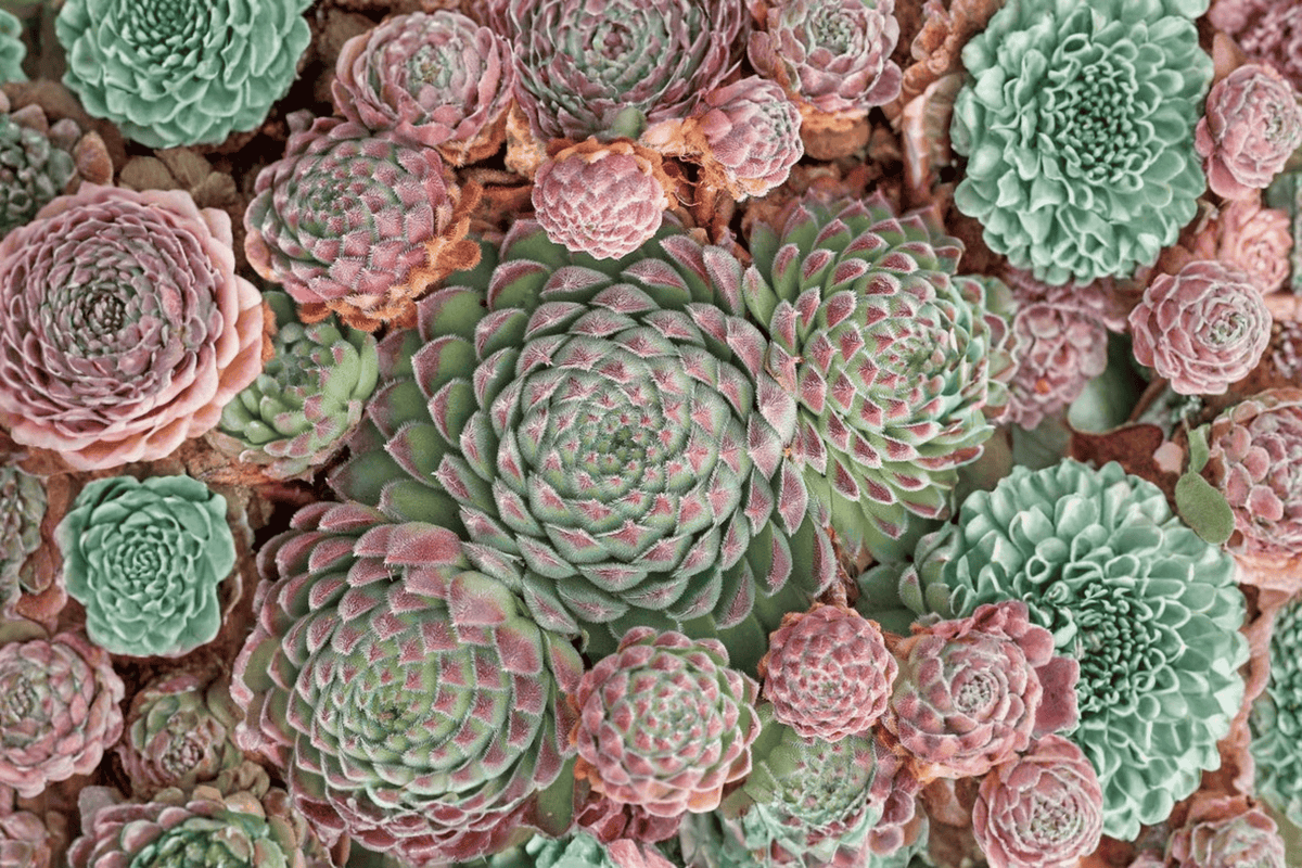 Chick Charms Sugar Shimmer Hens and Chicks 1 Live Plant – 4-Inch Pot – Sempervivum ‘Sugar Shimmer’