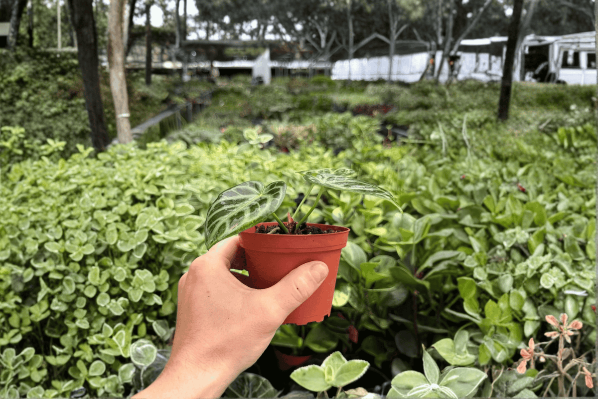 Anthurium Dorayaki × Silver Blush – 2 Exact Live Hybrid Plants, 4-Inch Size – Anthurium Hybrid