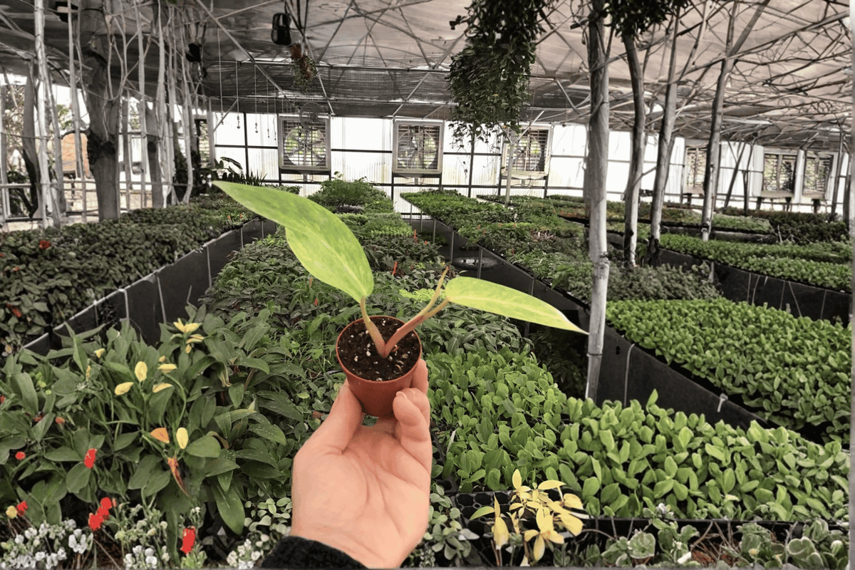 Philodendron Painted Lady – 2 Live Starter Plants, 2-Inch Size – Philodendron ‘Painted Lady’