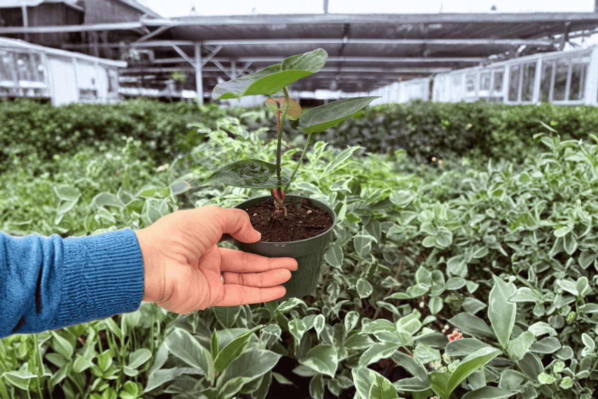 Anthurium Hulk × Velvet Moira 2 Exact Live Plants – Anthurium Hybrid 4” Size Bare Root