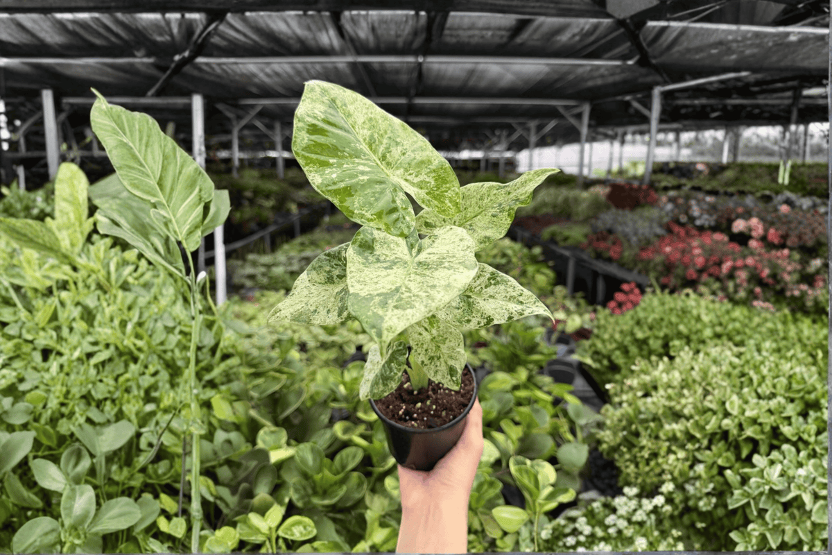 2 Exact Alocasia odora 'Batik Snow' Variegated Live Plants in 4-Inch Pots