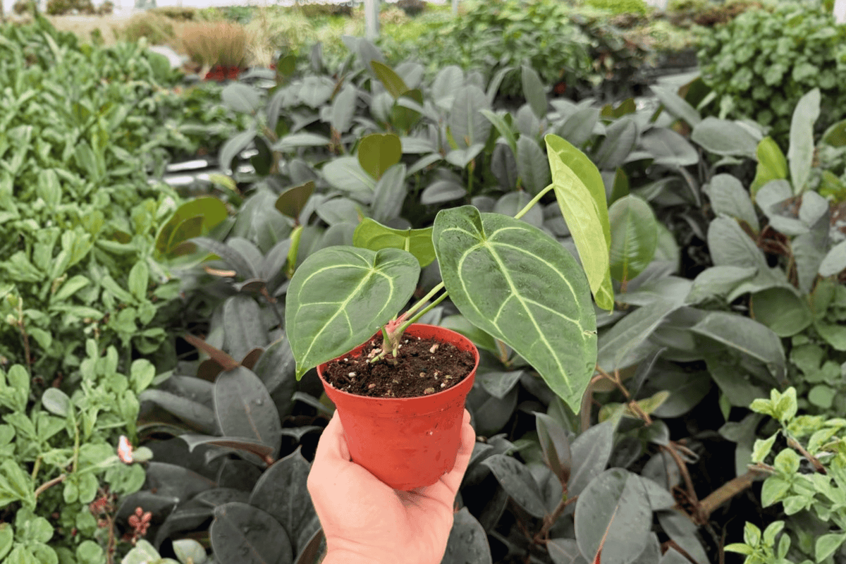 Anthurium Dressleri × Portillae 2 Exact Live Plants – Anthurium Hybrid 4” Size Bare Root