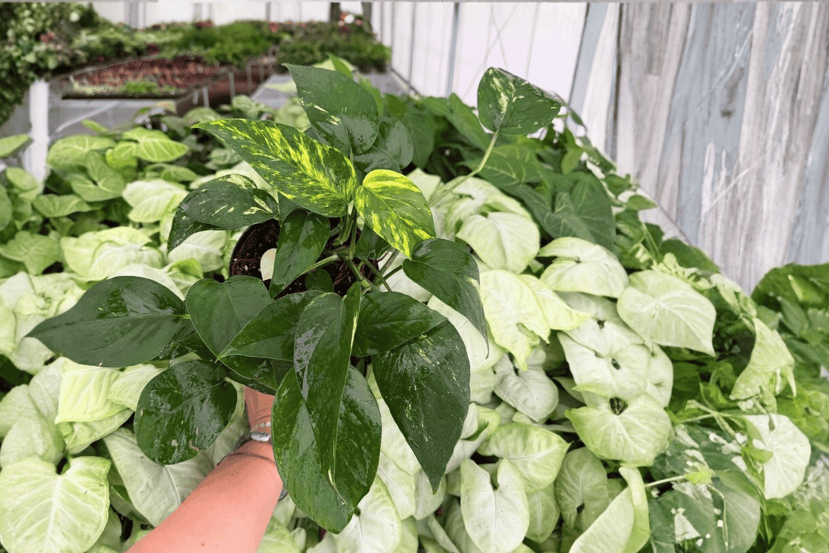 Monstera Standleyana Albo 2 Exact Live Plants – 6-Inch Pots – Monstera standleyana ‘Albo Variegata’