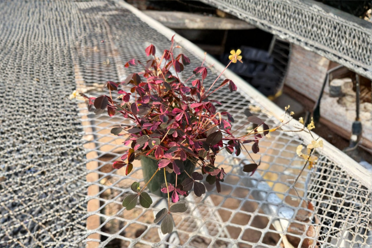 Oxalis Plum Crazy Plant Live Purple Shamrock Houseplant Indoor Outdoor Easy Care Starter