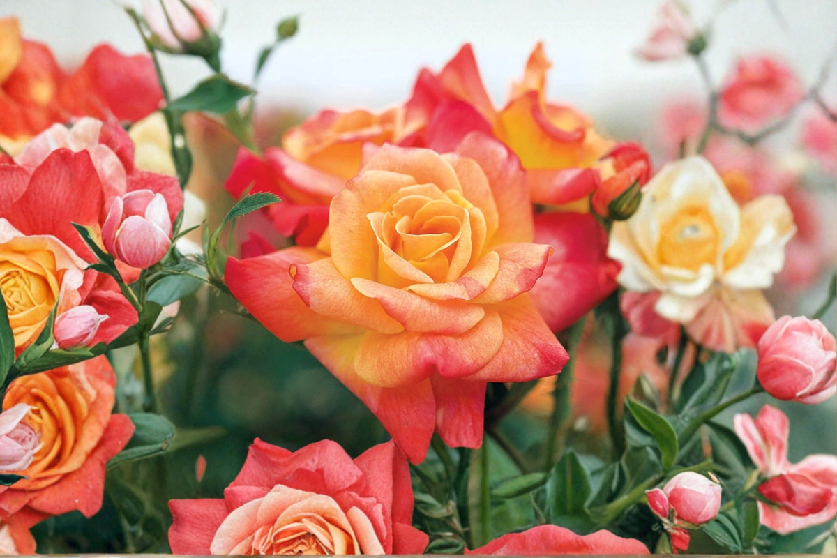 Joseph’s Coat Climbing Rose Live Plant 3 Gal Yellow Red Rose Bush, Color Changing Climbing Rose for Garden Trellis