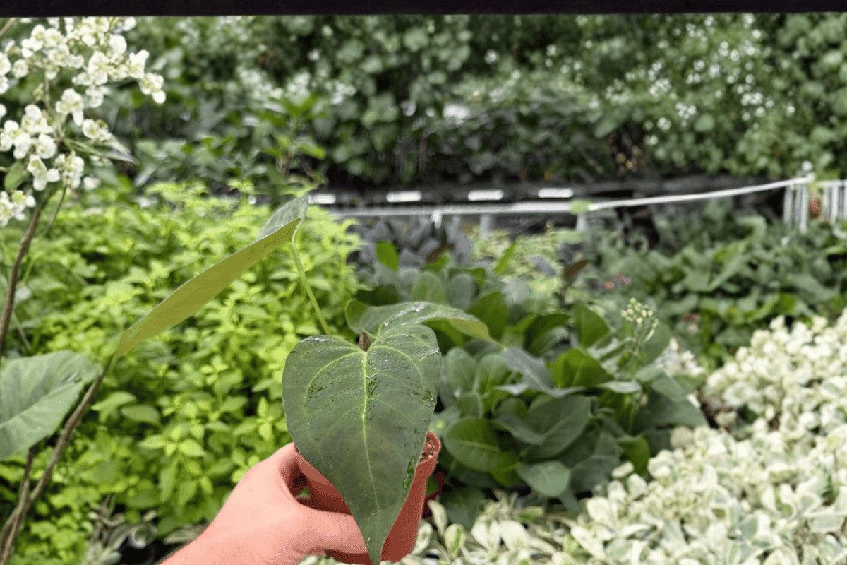 Anthurium Dressleri × Carla 2 Exact Live Plants – 4” Size Bare Root