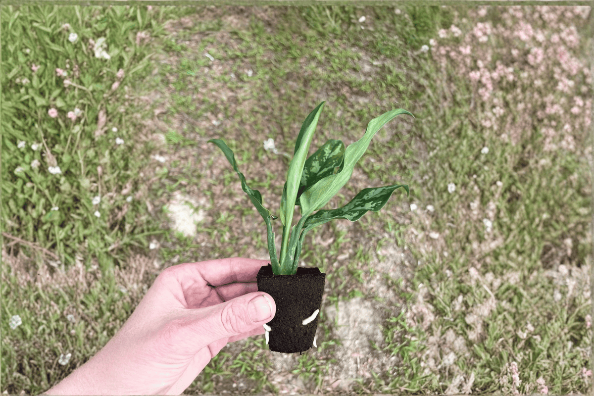 2 Aglaonema Maria Live Starter Plants – Bare Root (Aglaonema 'Maria')