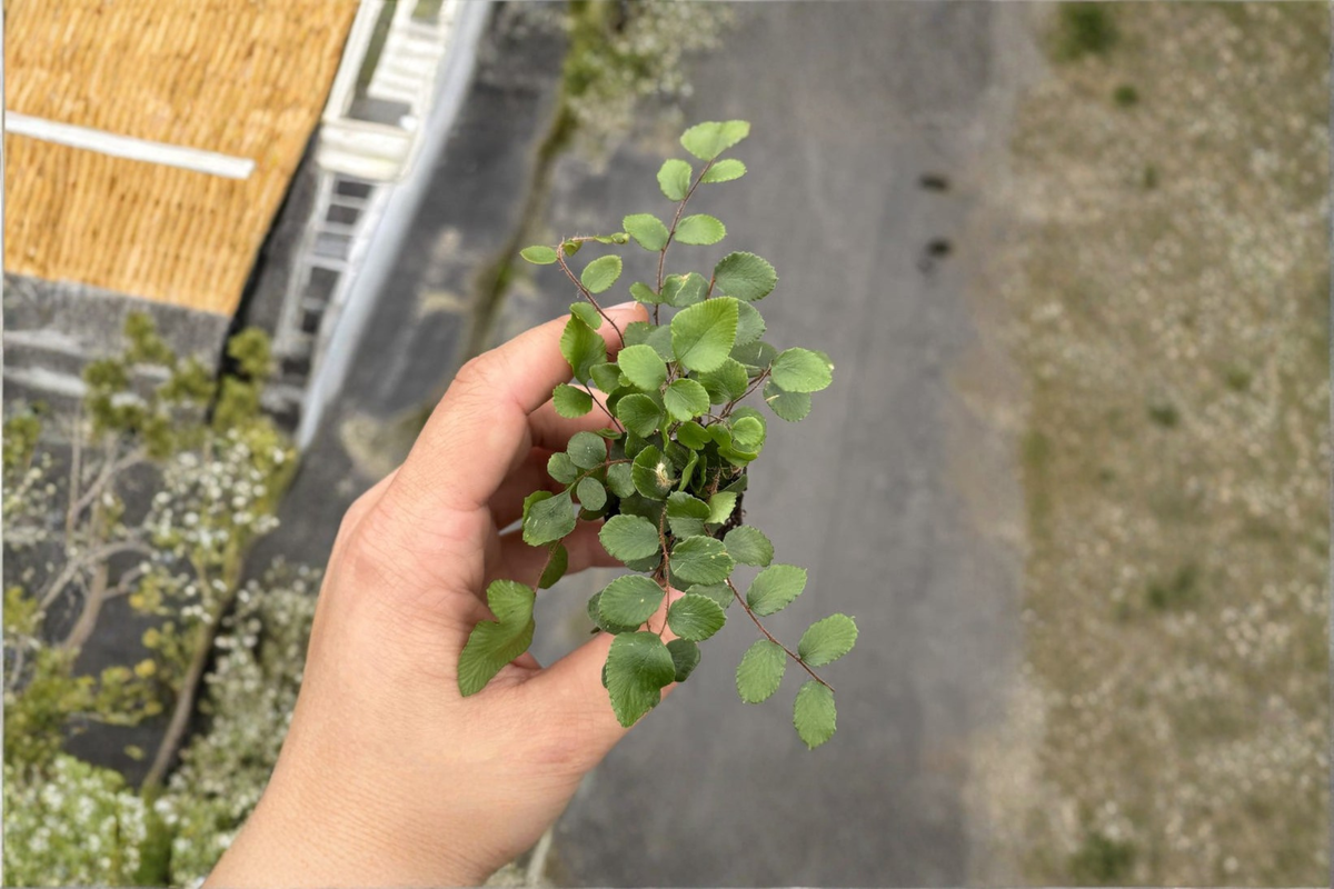 Button Fern Live Plant, Tropical Indoor Houseplant, Lemon Fern, Nephrolepis cordifolia, 2-Inch Pot