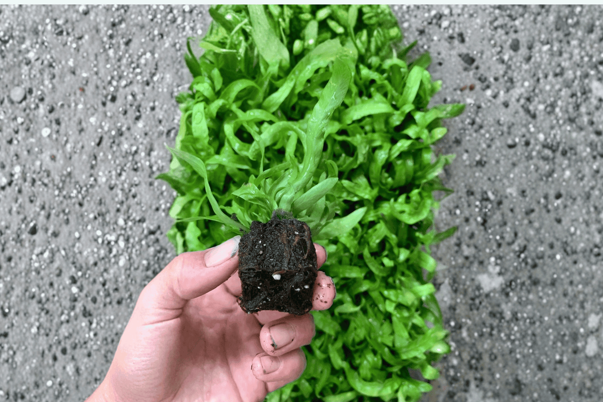 2 Asplenium antiquum 'Hurricane' Fern Starter Plants – Bare Root – Bird's Nest Fern