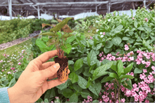 Syngonium Maria Allusion 2 Exact Starter Plants – Syngonium podophyllum ‘Maria Allusion’ Bare Root