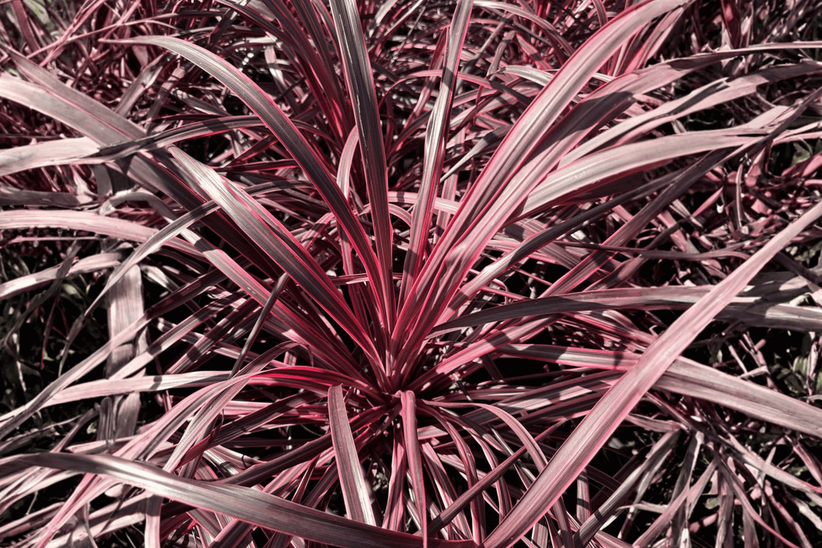 Salsa Torbay Palm 1 Gallon Live Plant – Cordyline australis ‘Salsa’ – Dancing Series