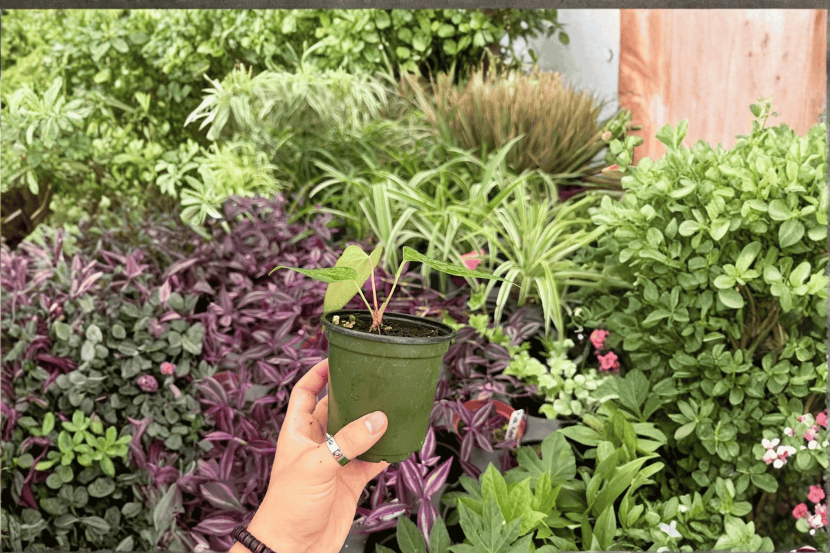 2 Exact Anthurium FS x Blue Papi Live Plants – 4” Pot