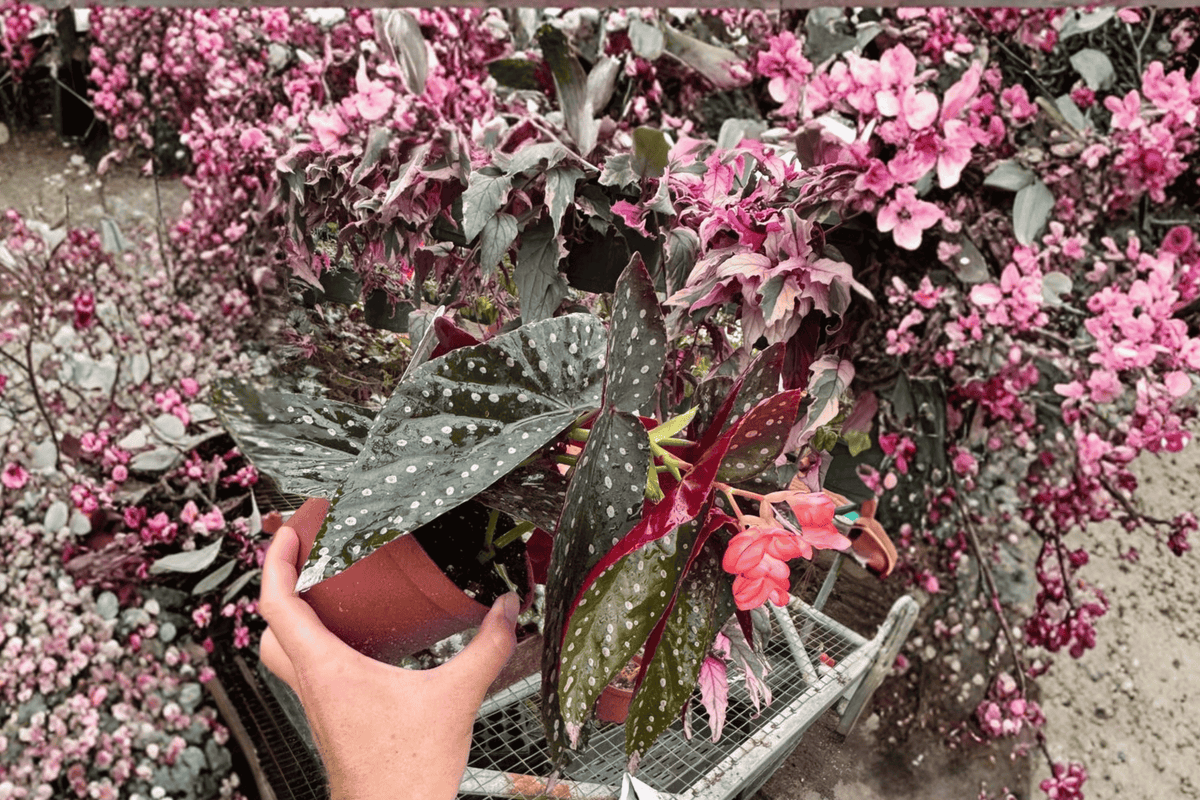 Harmony’s Dark Dreamer Begonia – 2 Live Plants, 6-Inch Size – Begonia ‘Harmony’s Dark Dreamer’