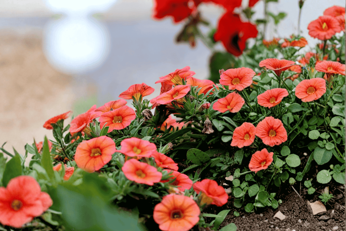 MiniFamous Neo Deep Orange Million Bells 1 Live Plant – 4-Inch Pot – Calibrachoa ‘Deep Orange’