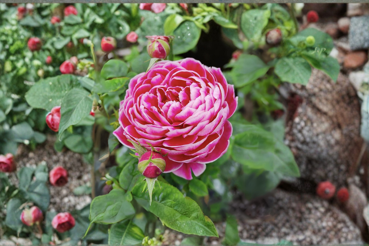 Pink and White Rose Bush Seeds, Fragrant Flowering Plant for Garden, Patio, Indoor & Outdoor Growing, Rosa sp.