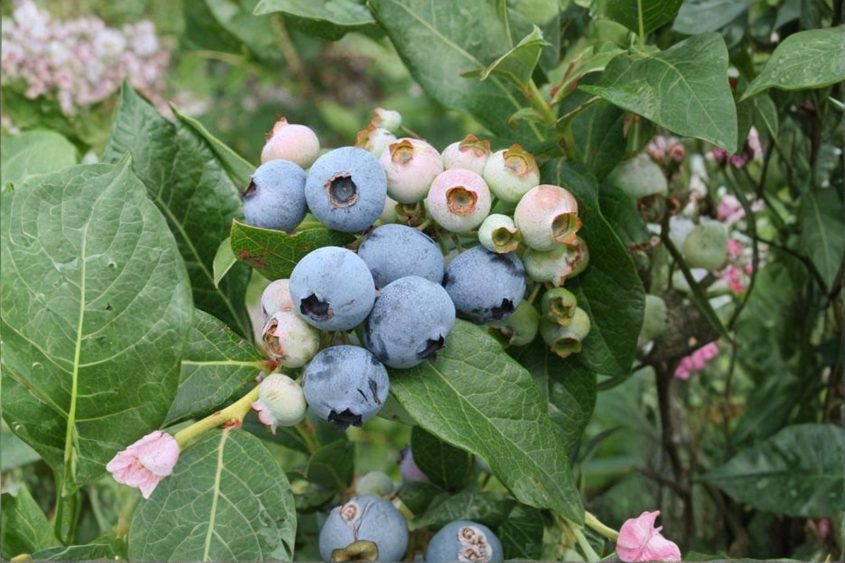 Razz Blueberry Live Plant 1 Gallon Pot Vaccinium Berry Bush Fruiting Shrub Edible Garden Backyard Orchard Plant