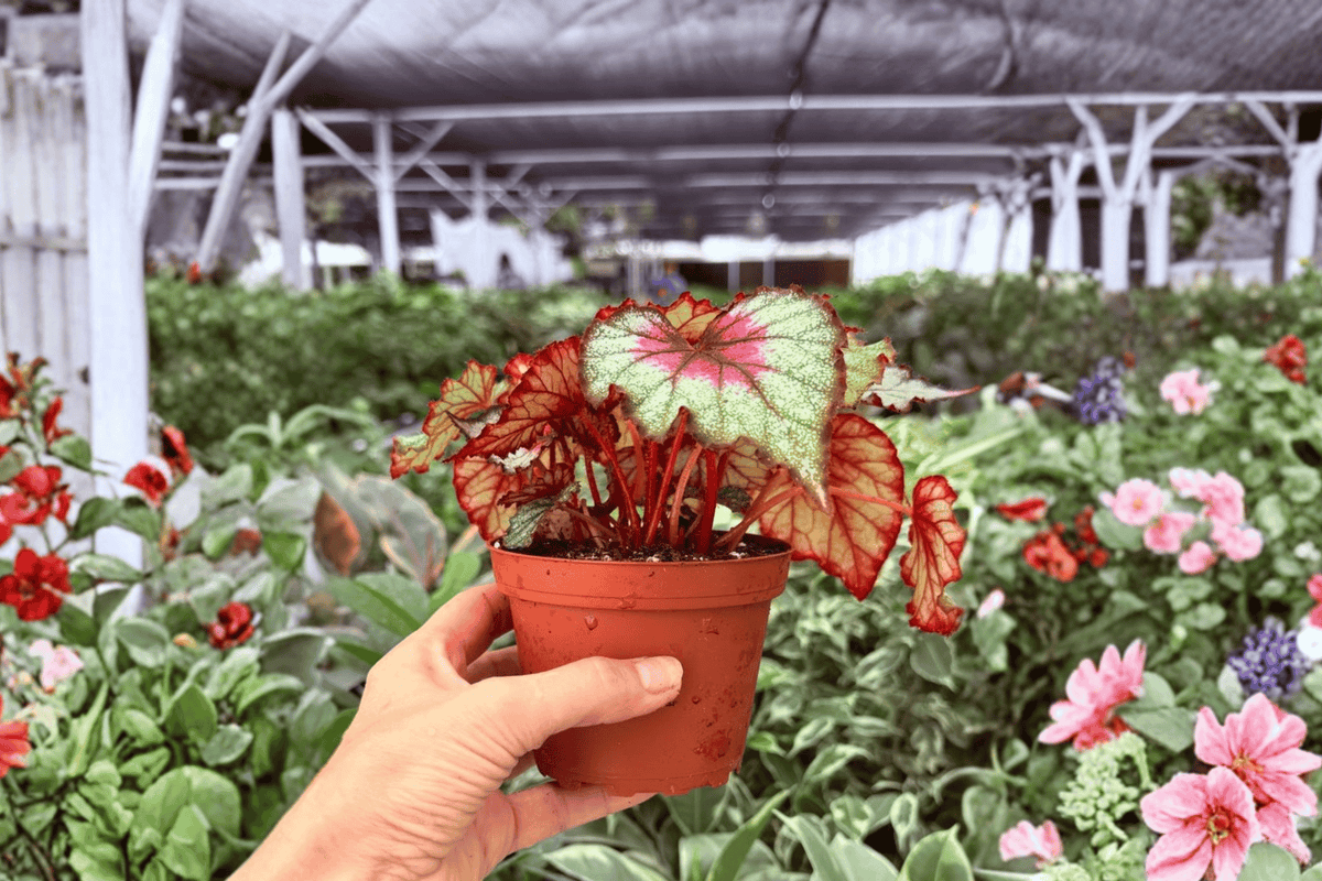 Harmony’s Crimson Oak Begonia 2 Exact Live Plants – Begonia ‘Harmony’s Crimson Oak’ 4” Bare Root