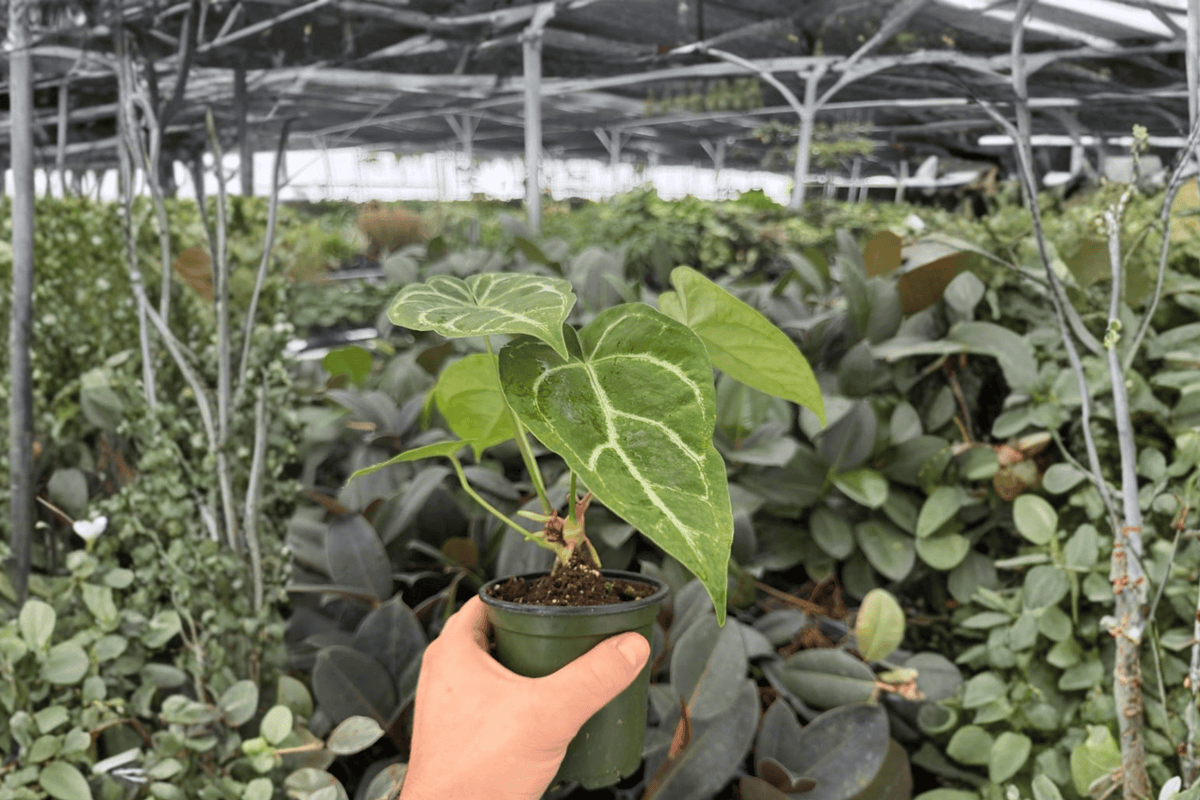 Anthurium Crystal Golden 2 Exact Live Plants – Anthurium ‘Crystal Golden’ 4” Size Bare Root