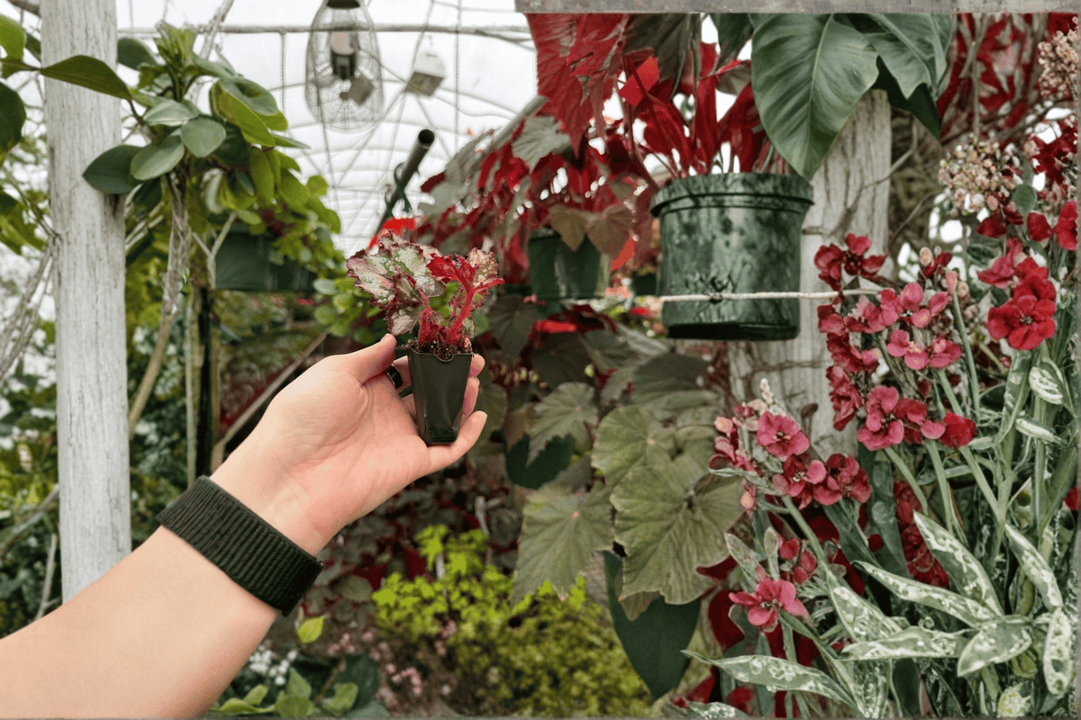Harmony’s Ghost Whisperer Begonia 2 Live Starter Plants – Begonia Hybrid
