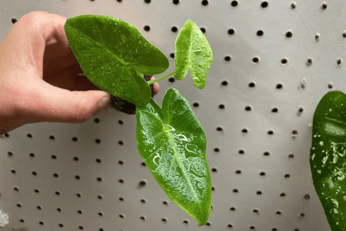 Alocasia Lutea 2 Starter Plants – Alocasia macrorrhizos ‘Lutea’ Bare Root