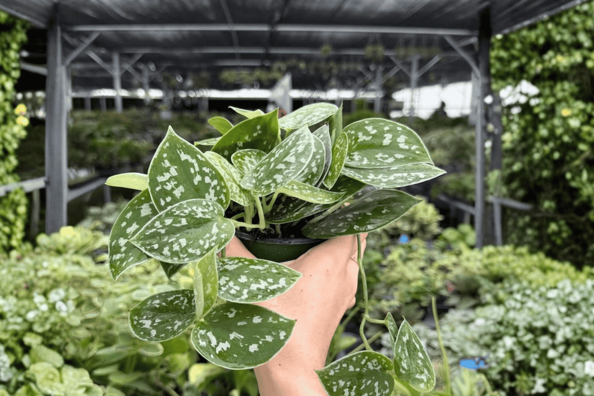 Scindapsus Silvery Ann 2 Exact Live Plants – 4-Inch Pots – Scindapsus pictus ‘Silvery Ann’
