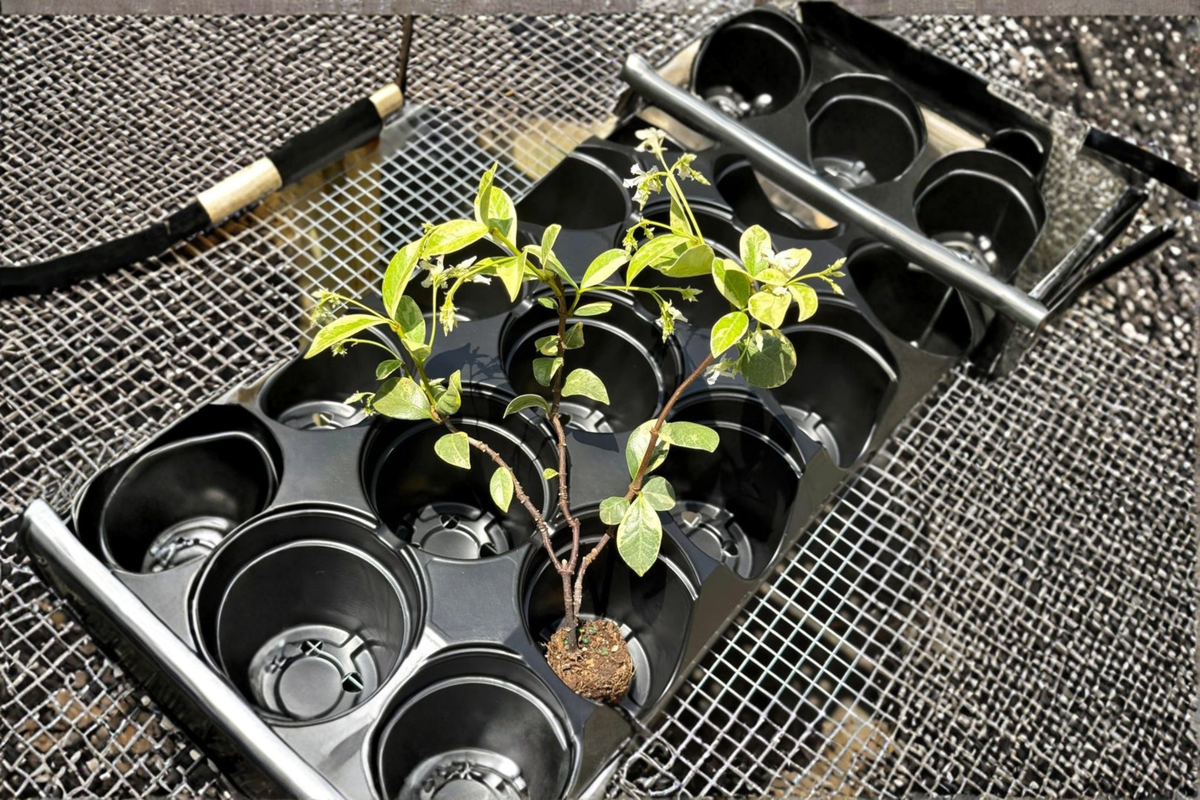 Variegated Confederate Jasmine Live Plant, Starter Cutting, Climbing Vine, Indoor Outdoor Houseplant, Trachelospermum jasminoides