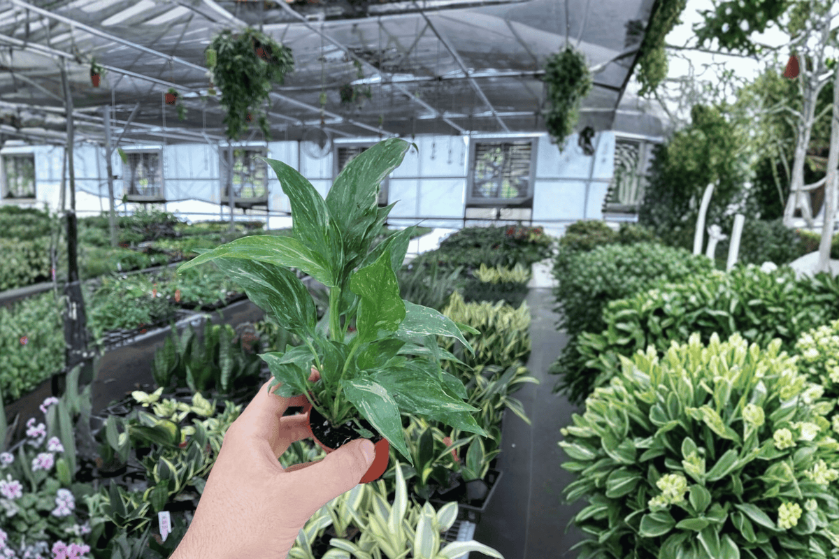 2 Variegated Peace Lily 'Domino' Starter Plants – Spathiphyllum Bare Root Live Plants