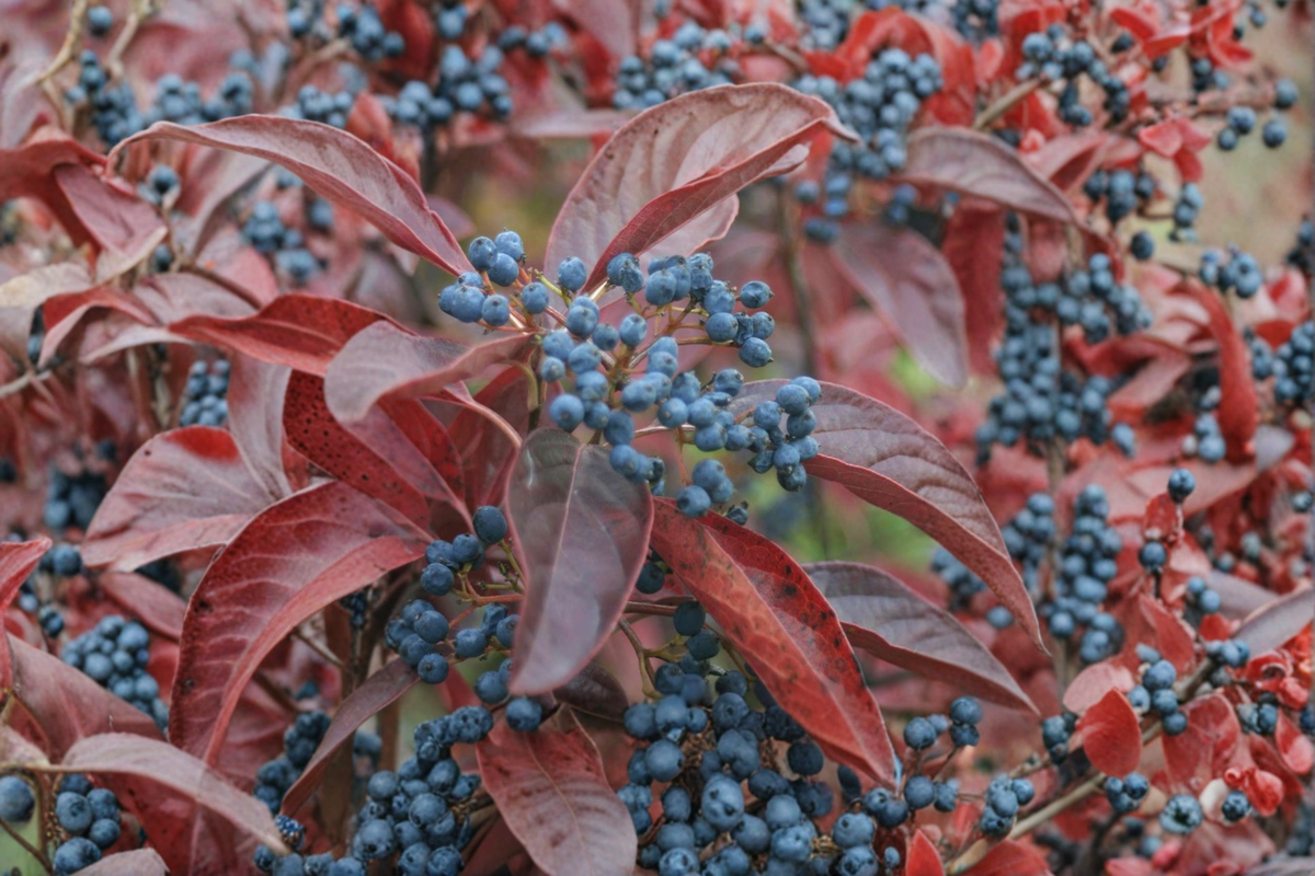 Smooth Viburnum Live Plant 1 Gallon – Viburnum nudum Native Shrub with Seasonal Berries for Garden Landscape