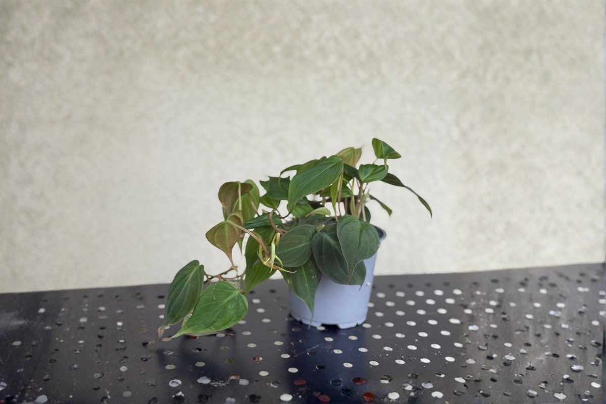 Philodendron Micans Live Plant Velvet Leaf Trailing Philodendron Indoor Tropical Houseplant in 4 Inch Pot