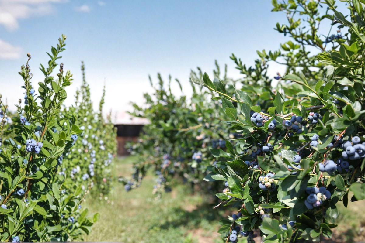 Blueberry Plant Powder Blue Rabbiteye Fruit Bush 1-3 Ft Live Shrub for Garden, Sweet Berry, Vaccinium ashei