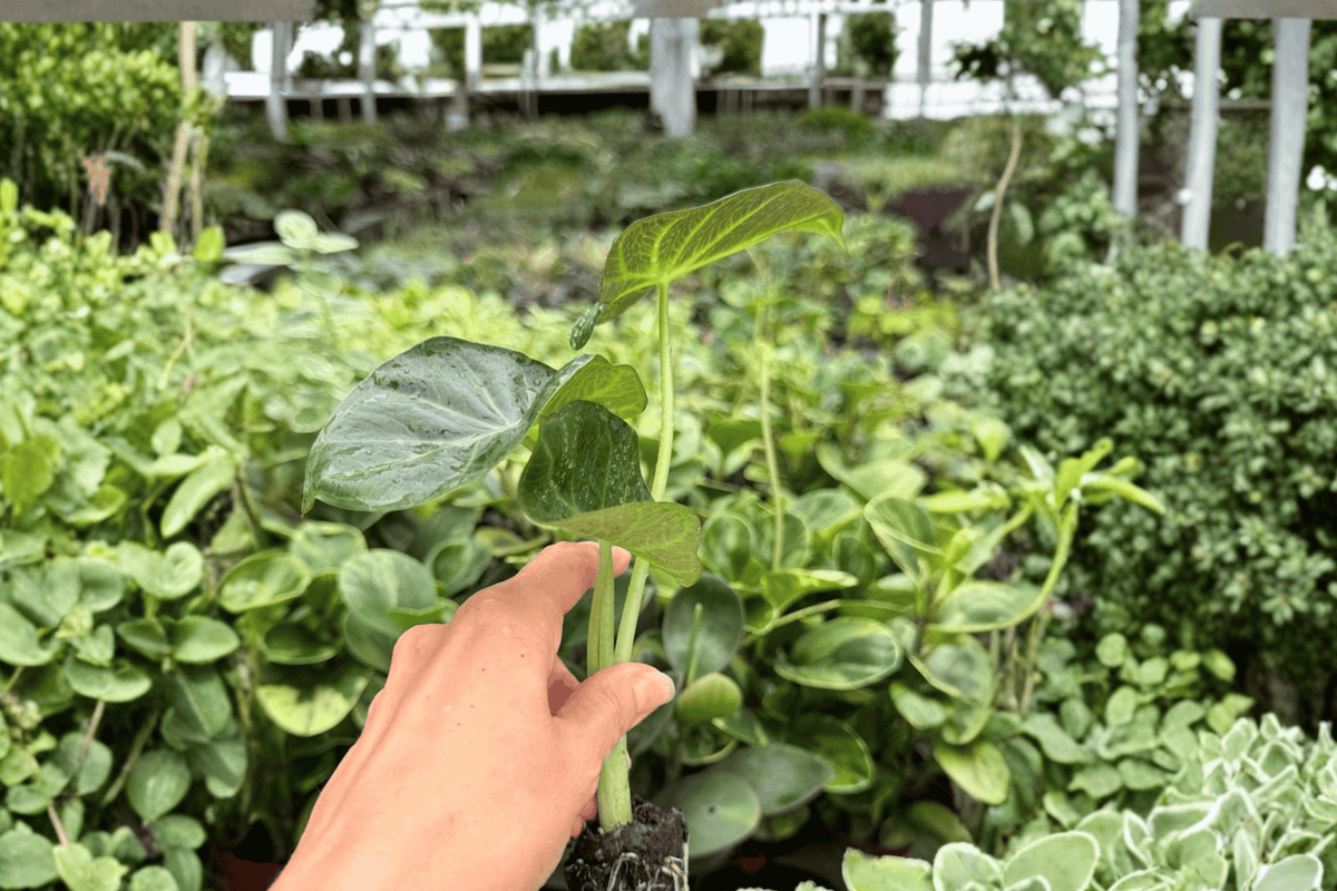 Alocasia Regal Shields – 2 Exact Live Starter Plants, 2-Inch Size – Alocasia ‘Regal Shields’