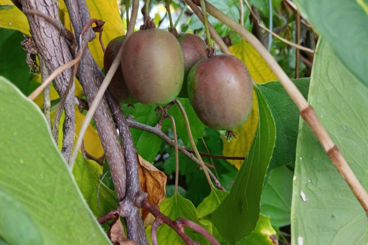 Hardy Kiwi Geneva Cuttings – 10 Hardwood Female Actinidia arguta Climbing Vine for Cold Climate Propagation