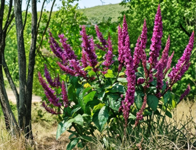 Purple Firespike Plant Cuttings – 6 Live Unrooted Odontonema strictum for Garden or Container Growing