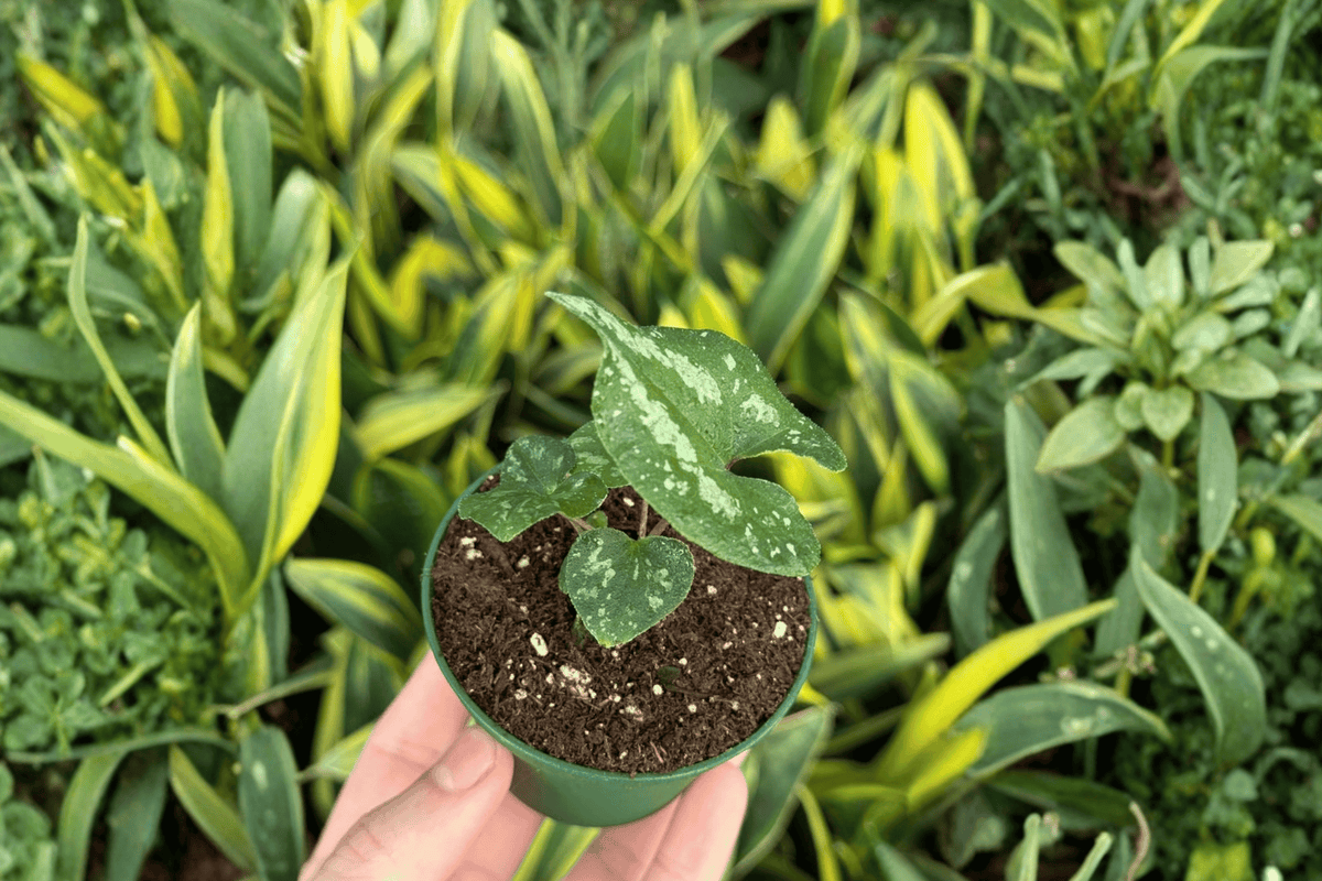 Asarum Splendens ‘Quicksilver’ 2 Live Starter Plants – 2-Inch Pots