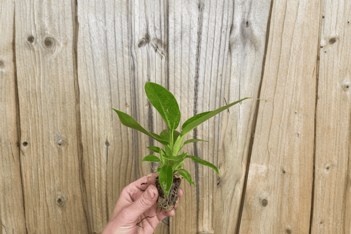 Philodendron Imperial Green 2 Live Starter Plants – 2-Inch Bare Root