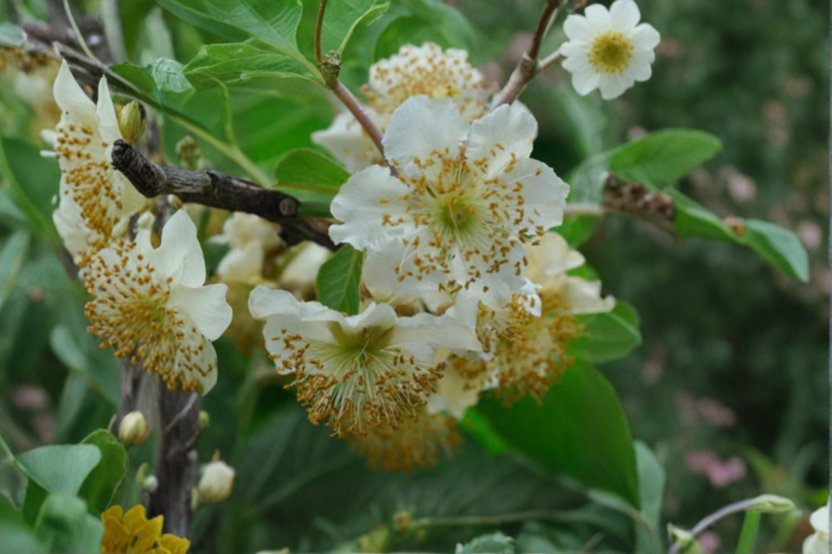 Male Fuzzy Kiwi Vine Live Plant, 1 Gallon Pot, Actinidia deliciosa, Climbing Pollinator Vine for Edible Gardens