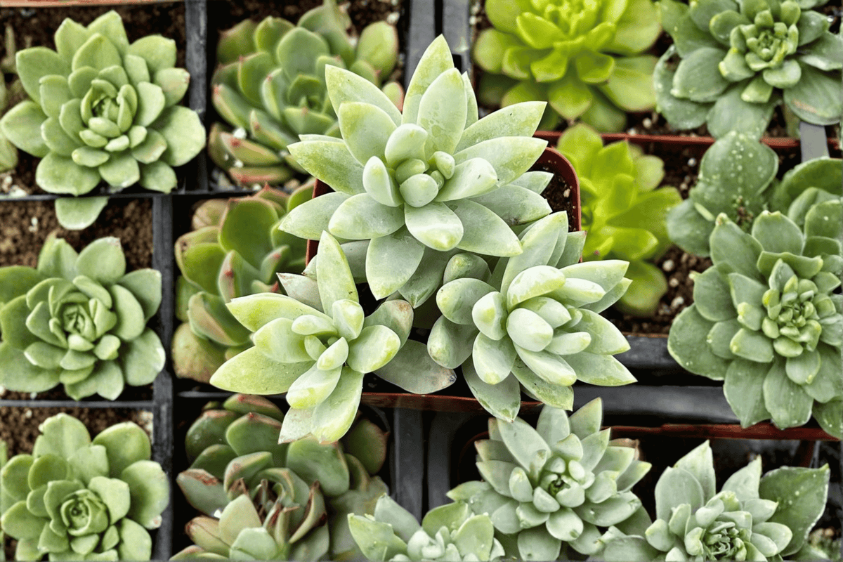 Blue Burrito Sedeveria 1 Live Succulent – 3.5-Inch Pot – Sedeveria ‘Blue Burrito’