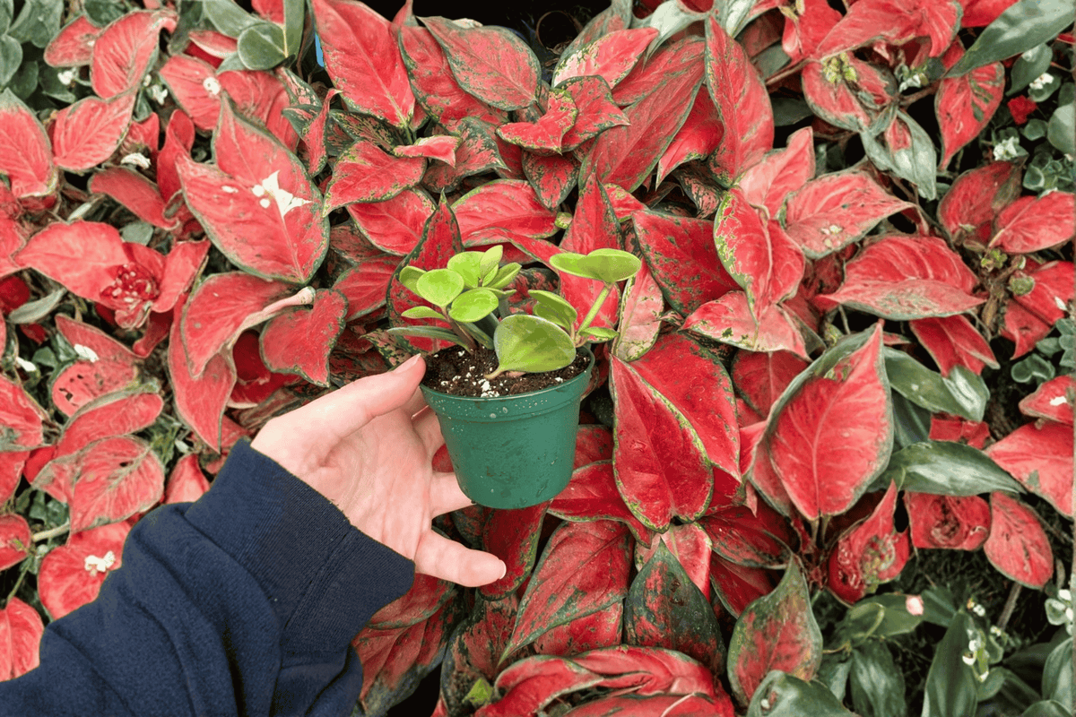 Peperomia Hope 2 Live Starter Plants – Peperomia ‘Hope’