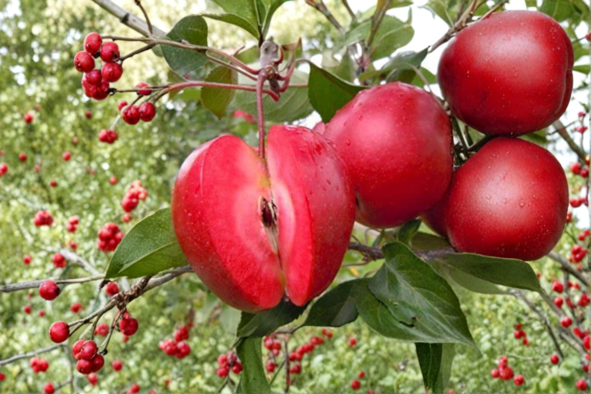 Redlove Era Apple Tree Grafted Live Plant 1 Gallon Pot Malus Domestica Fruit Tree Backyard Orchard Garden Plant