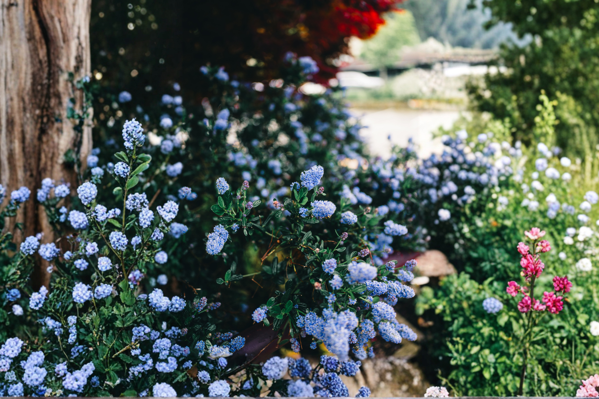California Lilac 3 Unrooted Cuttings – Ceanothus Live Shrub Cuttings 6 Inch
